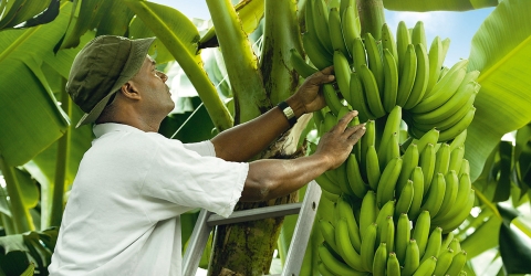 Business Plan for High Density Banana Plantings