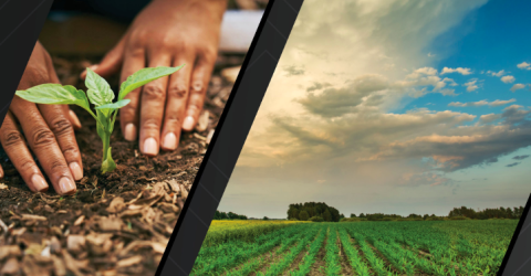 climate smart agribusiness